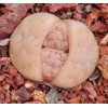 C374 - Plant