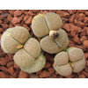 C376 - Seed