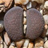 C377 - Seed