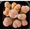 C380 - Plant
