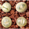 C388 - Plant
