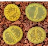 C395 - Plant