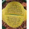 C395 - Plant