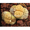 C402 - Seed