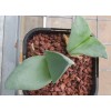 Cheiridopsis Peculiaris - Seed