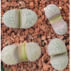 Divergens Ameth 1569.3 - Seed