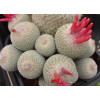 Epithalantha Micromeris- Seed
