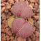 Fred's Redhead - Seed
