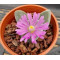 Gibbaeum dispar - Plant