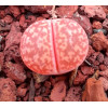 Hanawared - Plant