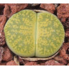 IncaGold - Plant
