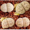 KarasEb - Plant