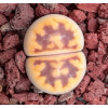 Lava Flow - seed