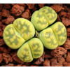 Lerichegreen - Plant