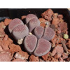 Pinky - Seed