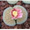 ROSEOFTEXAS - Seed