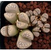 SB1205 - Seed