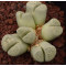 SB801 - Plant