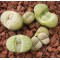 SB801 - Plant