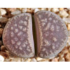SH2003 - Plant