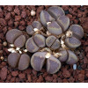 SH389 - Seed