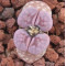Satos Violet - Seed