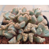 T.hugo-schlechteri - Seed