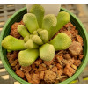 T.luederitzii (35K S. Luederitz) - Seed