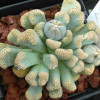 T.luederitzii (Pokenbank) - Seed