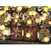 T.mixed - Seed