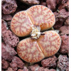 TOK001A - Plant