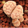 TOK098 - Plant