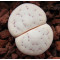 TOK100 - Plant