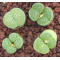 VJF2 - Plant