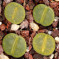 C036A - Seed