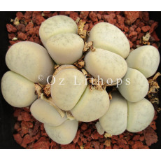 C069 - Seed