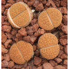 C170 - Seed