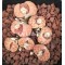 C182 - Seed