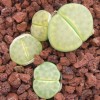 C206A - Seed