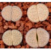 C219 - Seed