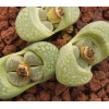 C236 - Seed