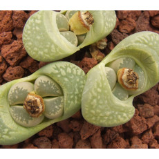 C236 - Seed