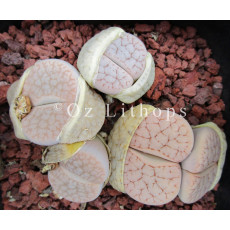 C245 - Seed