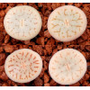 C264 - Seed