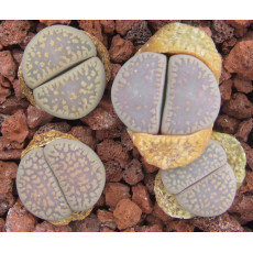 C347 - Seed