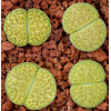 C363 - Seed