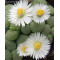 C363 - Seed