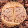 C394 - Seed
