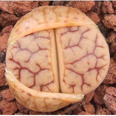 C394 - Seed
