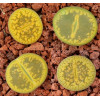 C395 - Seed